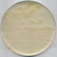 R2A AGAR FOR MICROBIOLOGY (15.2 G FOR 1